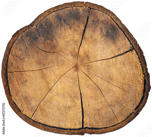 Leinwand Poster Closeup of a cross section of a tree trunk isolated on white or transparent background, high resolution, photography