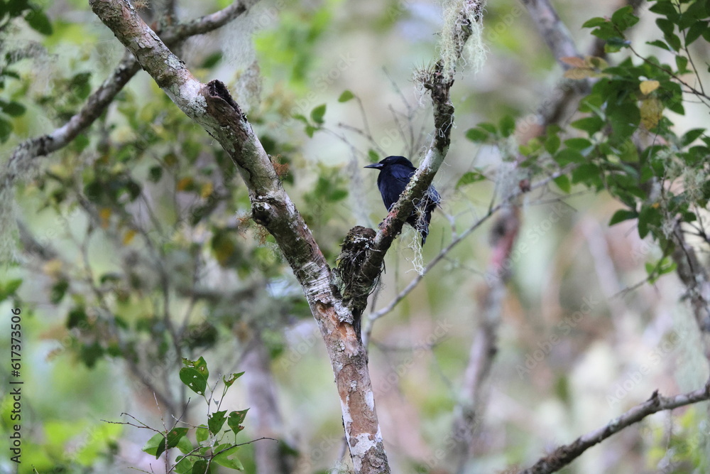 Obraz premium Jamaican blackbird (Nesopsar nigerrimus) ,one of Jamaican endemic species