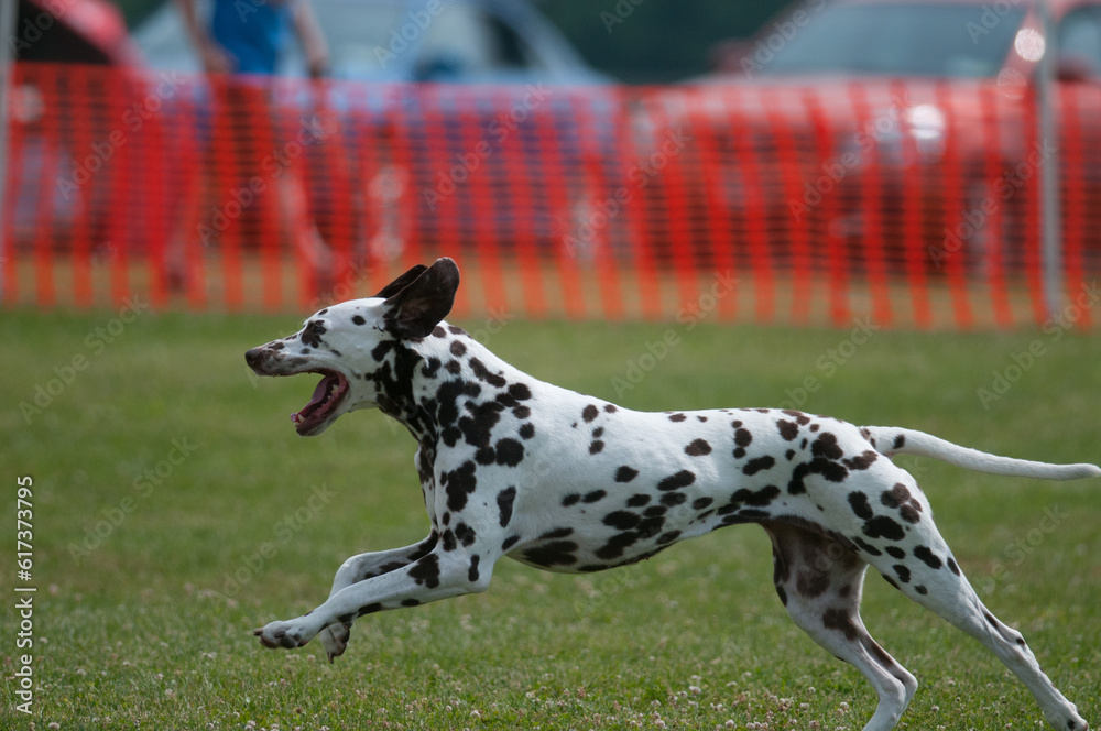 Dalmatian running across a field