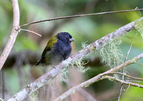 Yellow-shouldered grassquit (Loxipasser anoxanthus), one of Jamaican endemic species photo