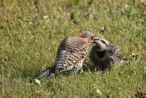 Red Bellied Woodpecker chick and Mom pecking for insects on grassy area