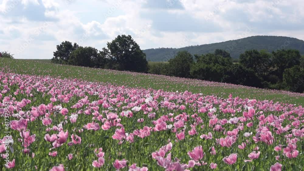 Blühendes Schlafmohnfeld, Papaver somniferum, Germerode, Werra-Meißner-Kreis, Hessen Blühendes Schlafmohnfeld, Papaver somniferum, Germerode, Werra-Meißner-Kreis, Hessen