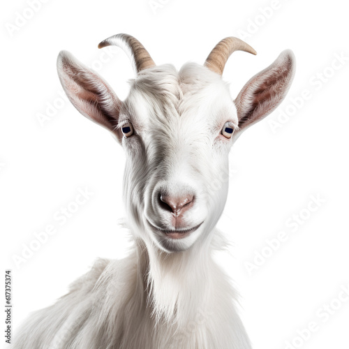 goat © TA