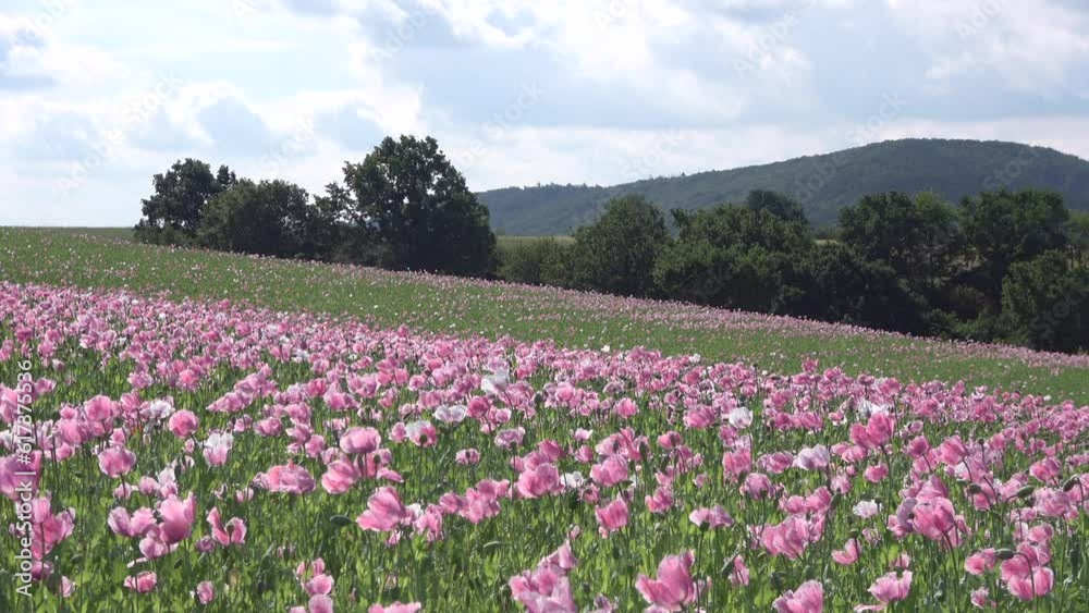 Blühendes Schlafmohnfeld, Papaver somniferum, Germerode, Werra-Meißner-Kreis, Hessen Blühendes Schlafmohnfeld, Papaver somniferum, Germerode, Werra-Meißner-Kreis, Hessen