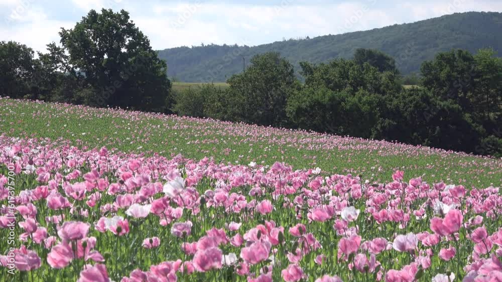 Blühendes Schlafmohnfeld, Papaver somniferum, Germerode, Werra-Meißner-Kreis, Hessen Blühendes Schlafmohnfeld, Papaver somniferum, Germerode, Werra-Meißner-Kreis, Hessen