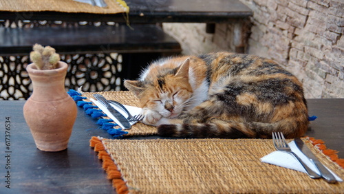Cat sleeping on a placement in a cafe, in the Medina in Essaouira, Morocco