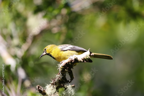 Φωτογραφία Jamaican oriole (Icterus leucopteryx) , one of Jamaican endemic species