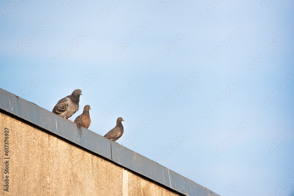 Domestic pigeon (Columba livia) on a rooftop Domestic pigeon (Columba livia) on a rooftop