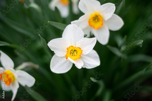 Fototapeta Naklejka Na Ścianę i Meble -  White daffodils