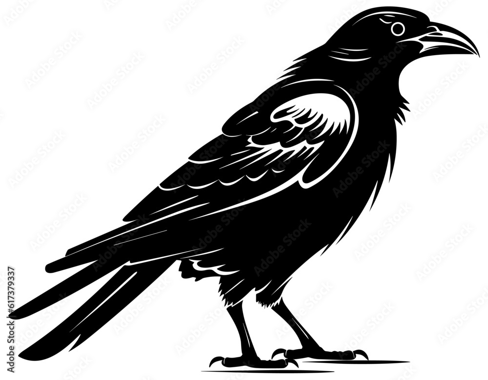 Obraz premium Raven Black and White