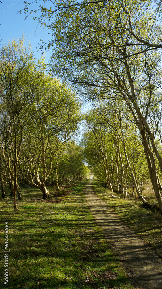 Waldweg Frühling Baltrum