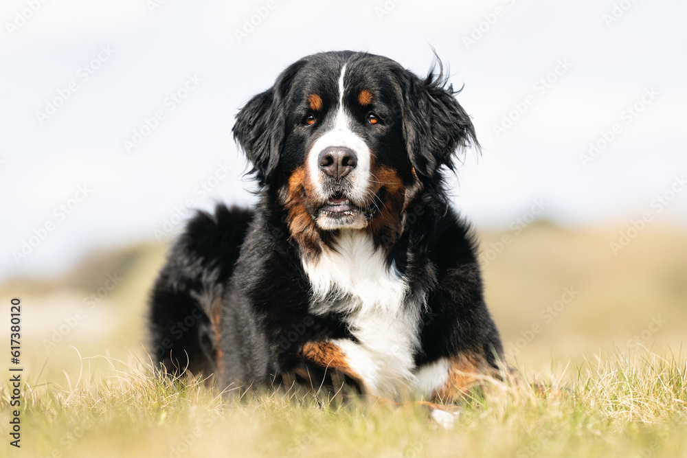 Bernese mountain dog