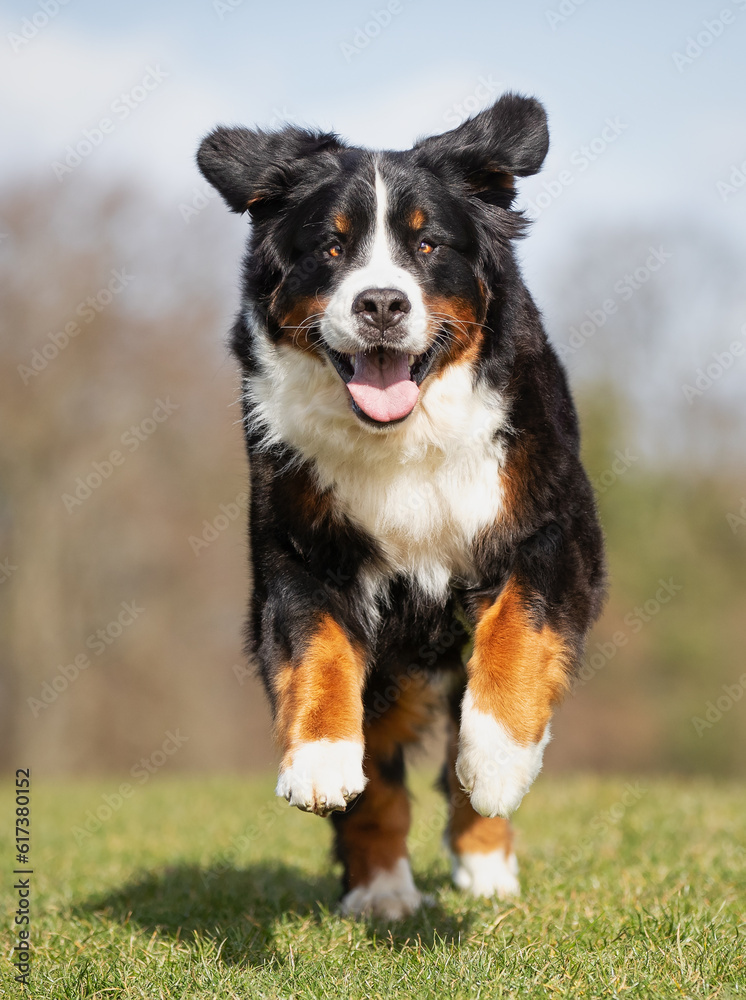 Bernese mountain dog