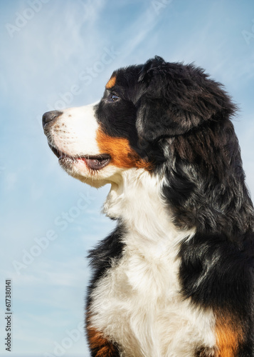 Bernese mountain dog