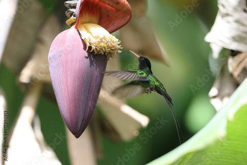 Red-billed streamertail (Trochilus polytmus) in Jamaica photo