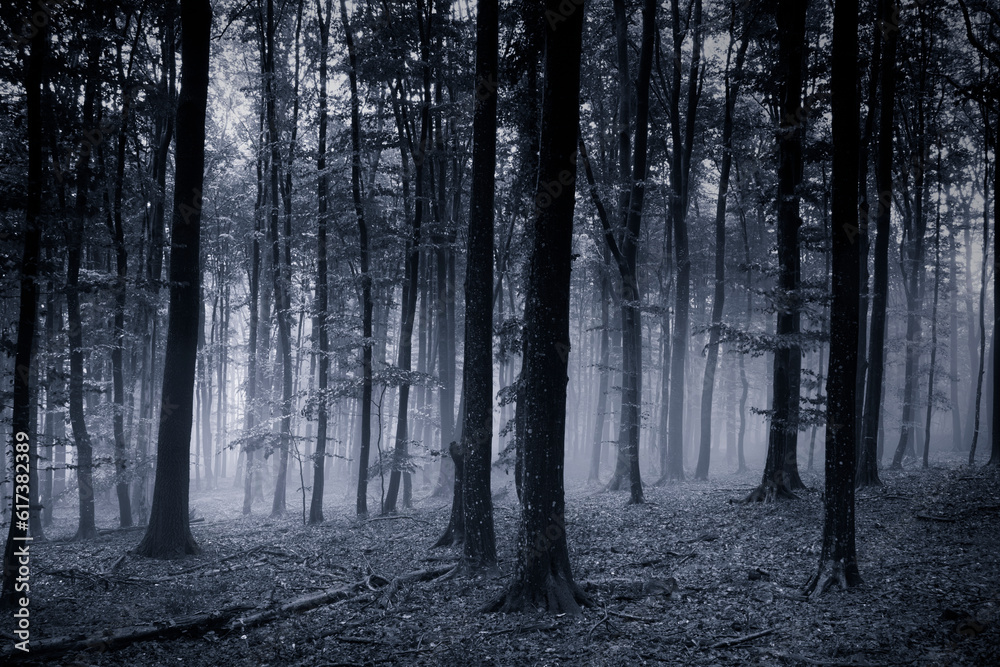 Obraz premium dark spooky forest at night
