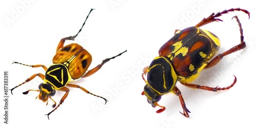 Trigonopeltastes delta, the delta flower scarab on Left very common, Scrub Palmetto flower scarab chafer beetle - Trigonopeltastes floridanus - on right very rare. Isolated on white background