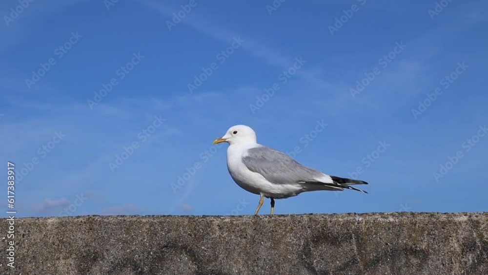 A seagull walks on a stone surface and takes off looking at the camera A seagull walks on a stone surface and takes off looking at the camera