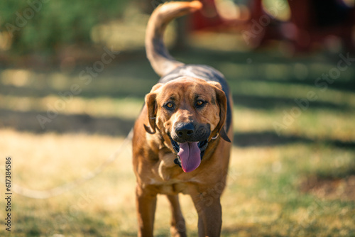 portrait of a bloodhound retriever