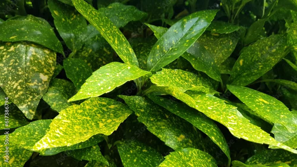 Aucuba japonica or Glod dust plant. A beautiful garden decorative plant with a bushy shape that originates from China, Korea and Japan. Beautiful green leaves with traces of gold dust