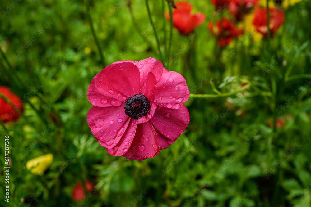 Ranunculus flowers growing in an outdoor garden space. Focus on a pink flower. Ranunculus flowers growing in an outdoor garden space. Focus on a pink flower.