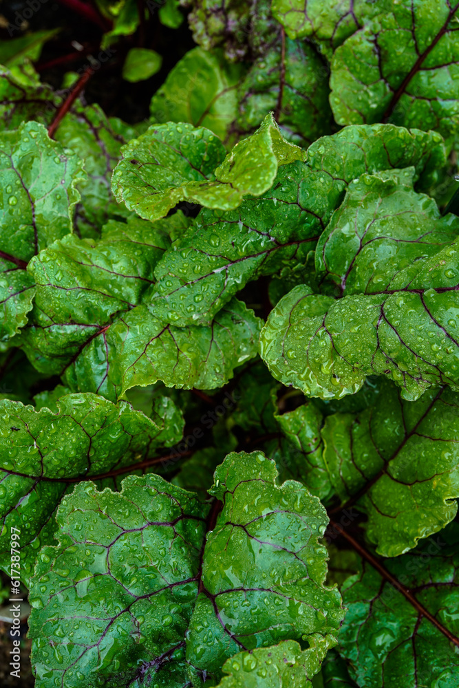 Large, healthy leaves of several beet plants. Large, healthy leaves of several beet plants.