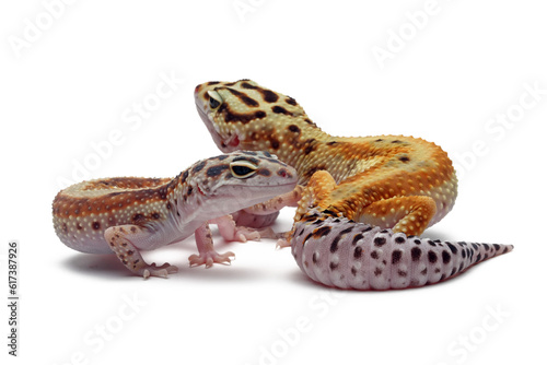 a pair of Eublepharis macularius red stripe closeup on isolated background