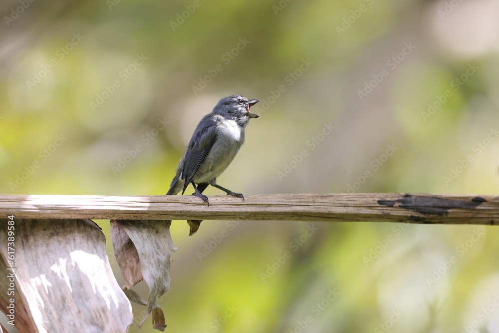 Jamaican euphonia (Euphonia jamaica) , one of Jamaican endemic species Jamaican euphonia (Euphonia jamaica) , one of Jamaican endemic species