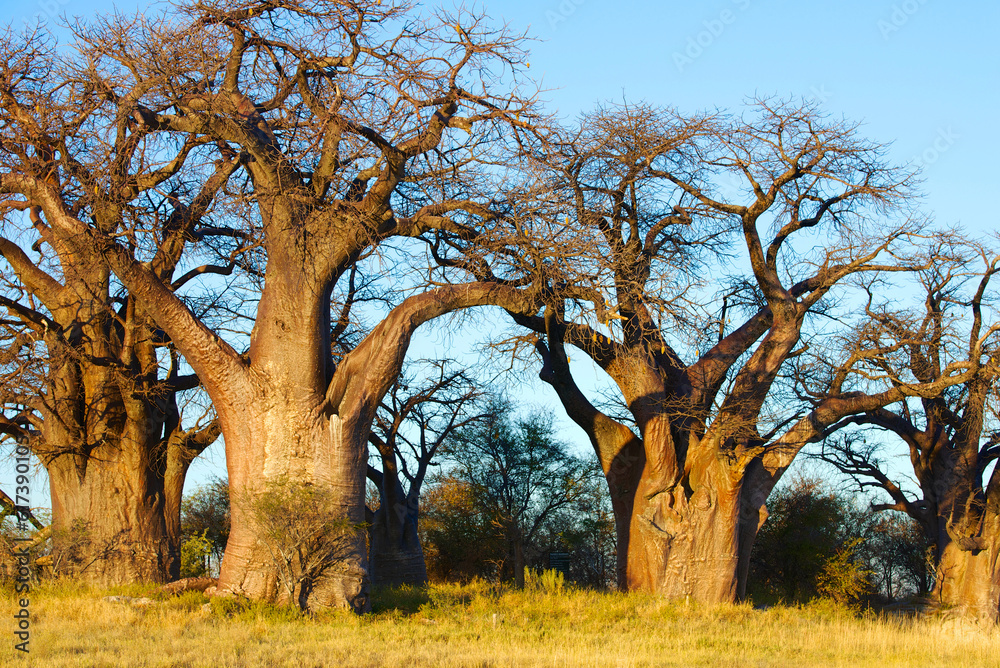 Obraz premium Baobab trees in Botswana