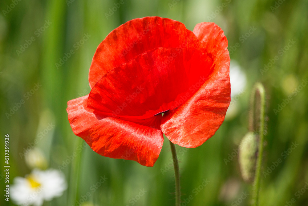 Naklejka premium Mohnblüte