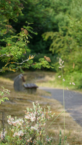 Bank Wald Baltrum