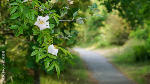 Wanderweg Baltrum