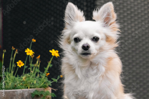 adorable white chihuahua dog sit on a fur / brown chihuahua sit / feeling happy and relax dog