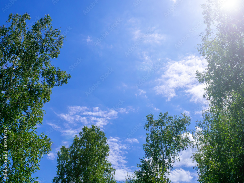 Looking up at the blue sky and white clouds framed by green treetops. Perspective. Looking up at the blue sky and white clouds framed by green treetops. Perspective.