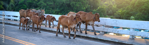 Panorama Small herd of cows crossing the road in Thailand Laos Vietnam.Travel and milk nutrition concept.