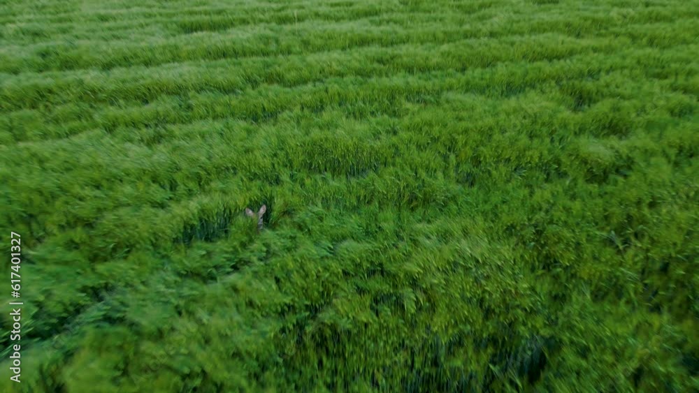 A herd of roe deer on a green field filmed by a drone from the air A herd of roe deer on a green field filmed by a drone from the air