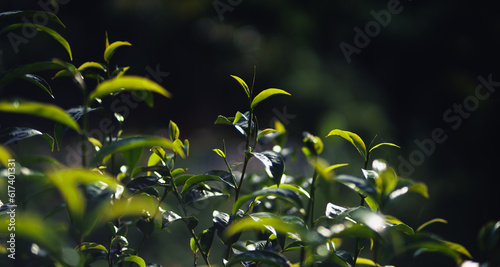 Freshness tea leave close up of tea leaves with morning