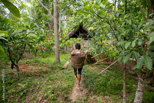Cuipari, Peru: October 1st 2022: A farmer working collecting vegetables in the Peruvian Amazon jungle near the city of Tarapoto.