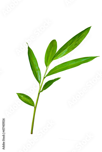Green ginger leaf tropical forest plant isolated on transparent background. PNG transparency