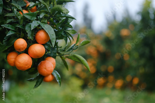 Mandarin oranges on tree with blurred background of laden trees.