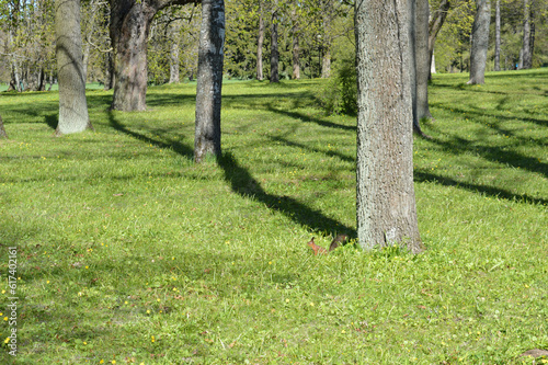 trees in park © Dainis Misiņš