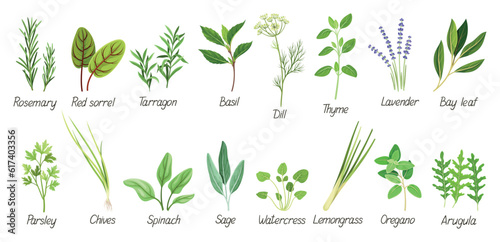 Set with herbs. Green grass, leaves, oregano, rosemary, basil, dill, lavender, lemongrass and other spices. Plants for medicine or cooking. Cartoon flat vector collection isolated on white background