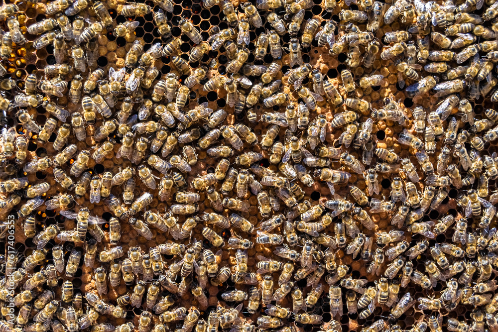 Abstract hexagon structure is honeycomb from bee hive filled Abstract hexagon structure is honeycomb from bee hive filled