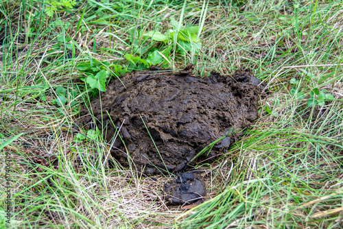 Photography on theme fresh cow dung lies on manure animal farm photo