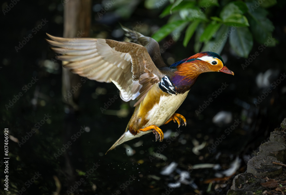 Obraz premium Male mandarin duck in flight about to land. Close up view of a duck against a dark background in Kent, UK. Mandarin duck (Aix galericulata) in Kelsey Park, Beckenham, Greater London.