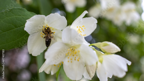 A small bee on a white flower