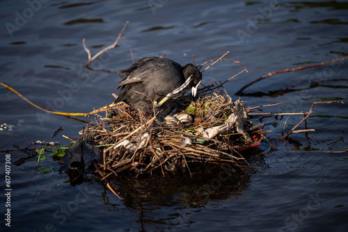 Coot on a nest with eggs. The nest is on a lake in Kelsey Park, Beckenham, Kent, UK. Coot (Fulica atra) with eggs. photo