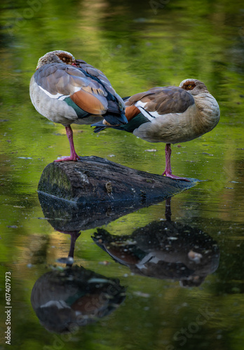Two Egyptian geese standing on a log in a lake with reflection. The water reflects the green color of the surrounding trees. Kelsey Park, Beckenham, Kent, UK. Egyptian goose (Alopochen aegyptiaca).