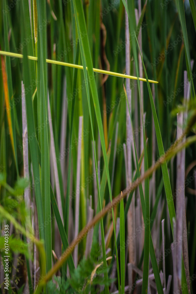 Obraz premium Grasses near the pond at Great Meadows National Wildlife Refuge, Concord Massachusetts