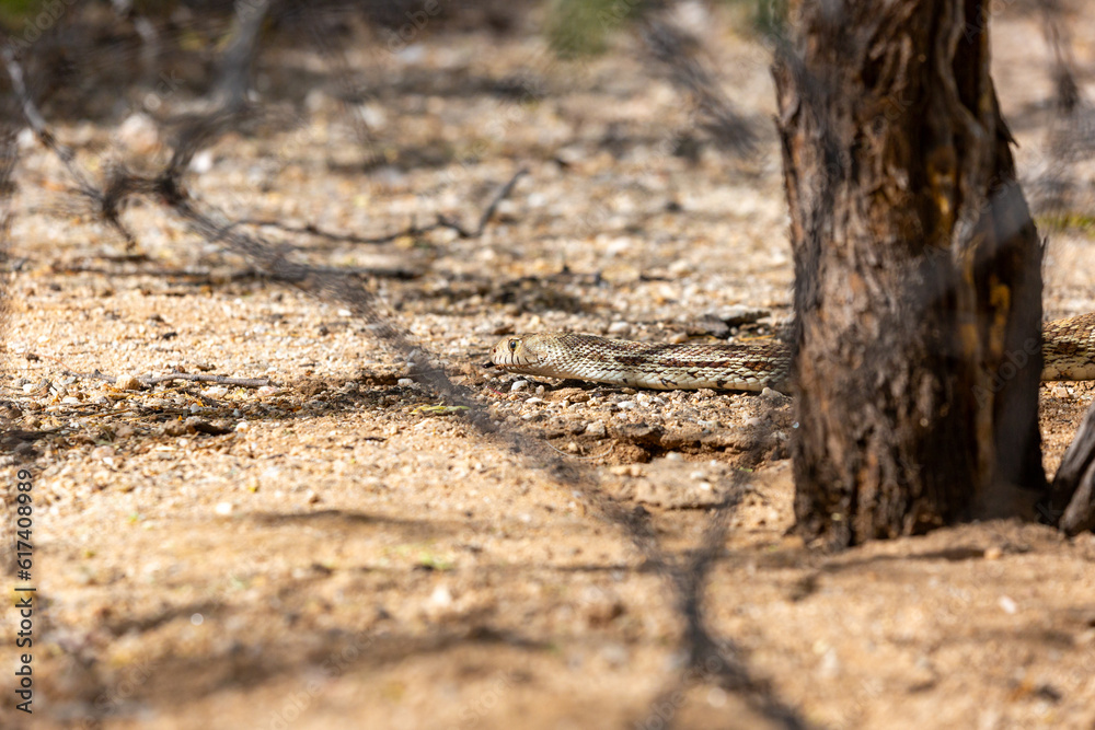 A Sonoran gopher snake, Pituophis catenifer affinis, slithering out of a round-tailed ground squirrel burrow while on the hunt in the Sonoran Desert. Pima County, Tucson, Arizona, USA. A Sonoran gopher snake, Pituophis catenifer affinis, slithering out of a round-tailed ground squirrel burrow while on the hunt in the Sonoran Desert. Pima County, Tucson, Arizona, USA.